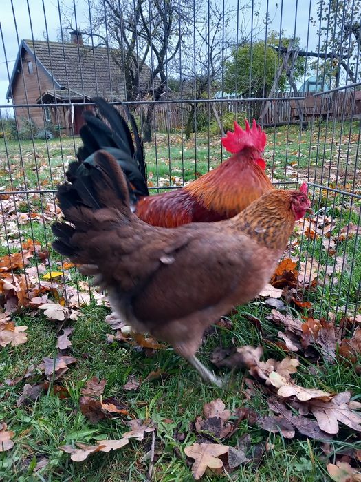 Zielononóżki koguty