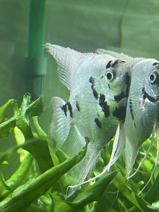 Aquario Aquael com movel 112L