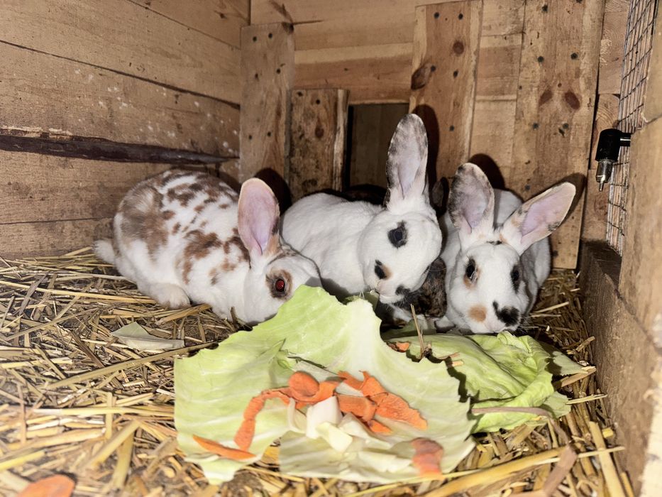 Кролики Рекс триколор