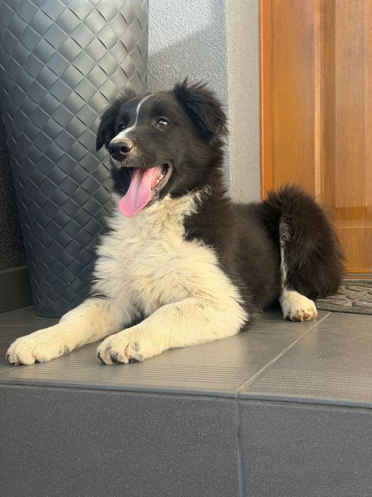Border collie suczka