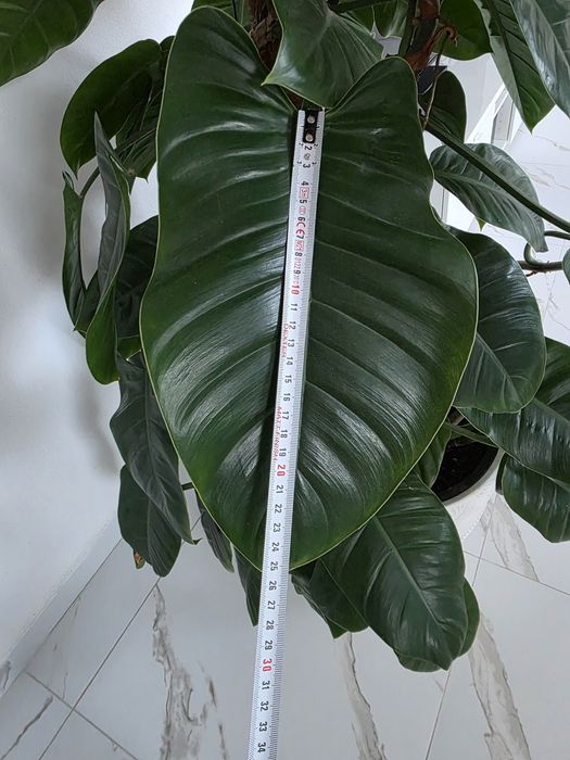 Gigantyczny kwiat Filodendron Imperial Green 2m (pędy do 5m) + designerska donica