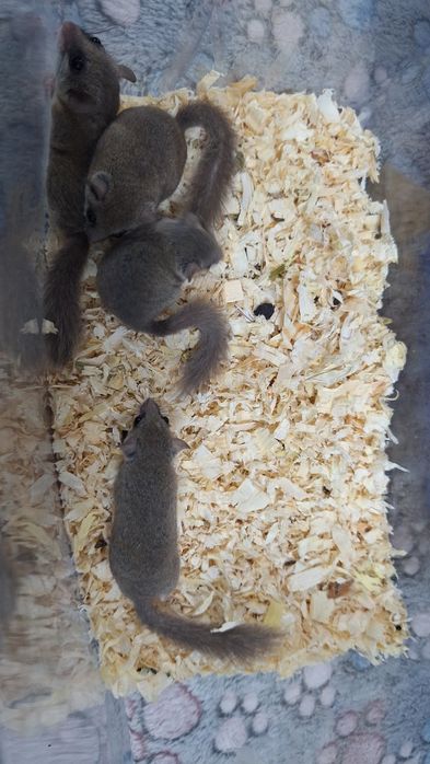 Popielice afrykańskie młode