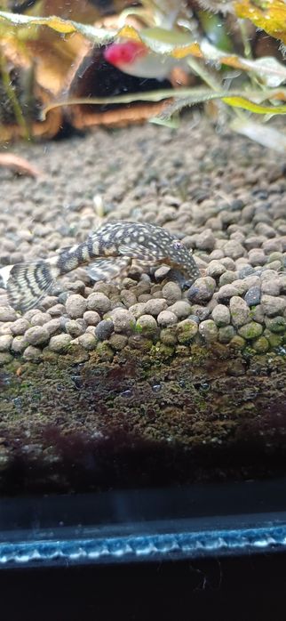 Zbrojnik ancistrus pospolity sp.