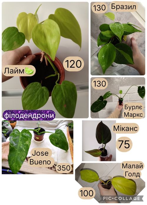 Невибагливі кімнатні рослини. Філ Медуза. Шлюмбергера. Цикламен