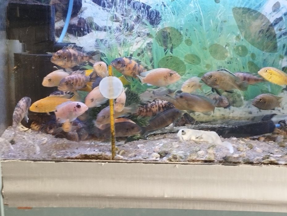 Ciclídeos Africanos