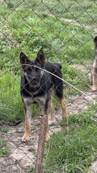 Собака доросла та 2 маленькі