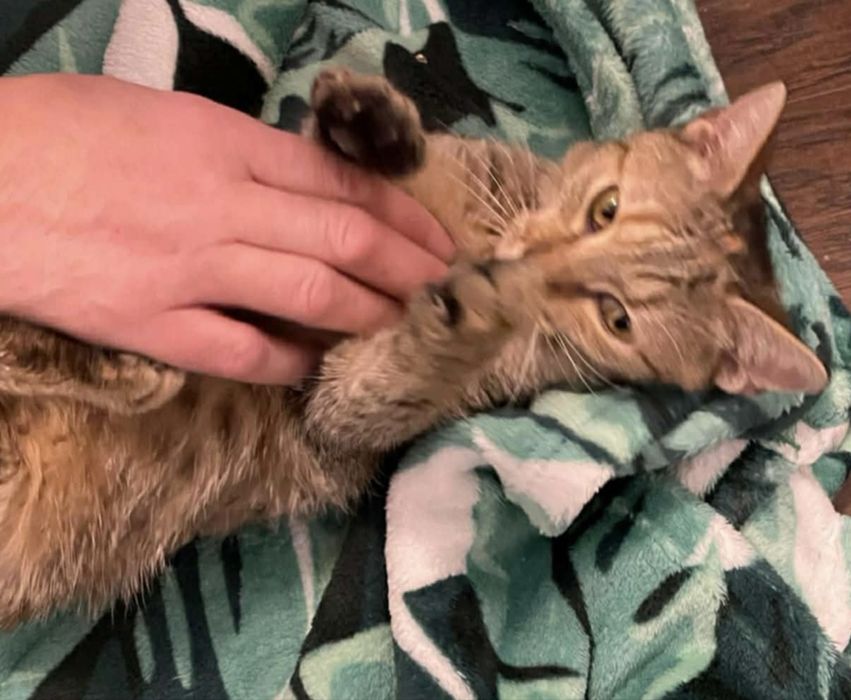 Małe kotki szukają domków