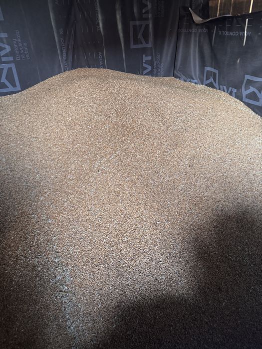 Sprzedam Pszenica Ozima Banatus po Centrali