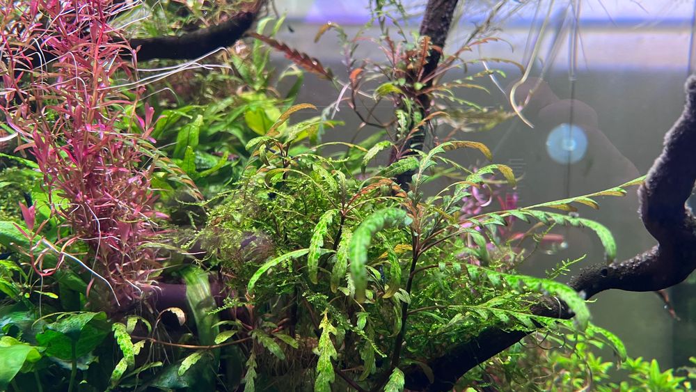 Rośliny akwariowe z przycinki