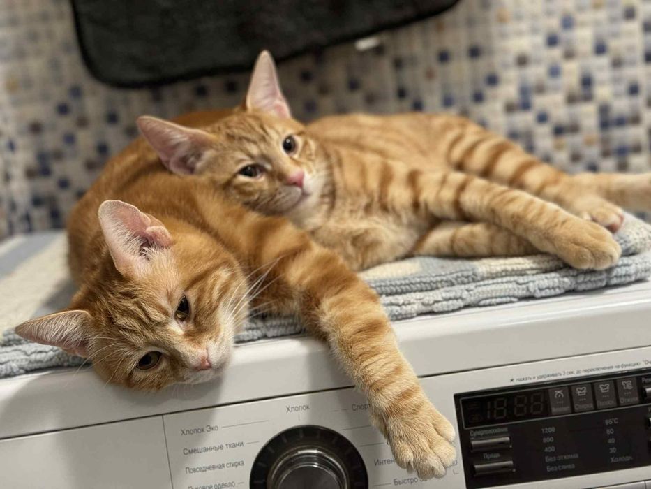 Miniaturowy ryś. Kurylski bobtail kot z ogonem pomponem.