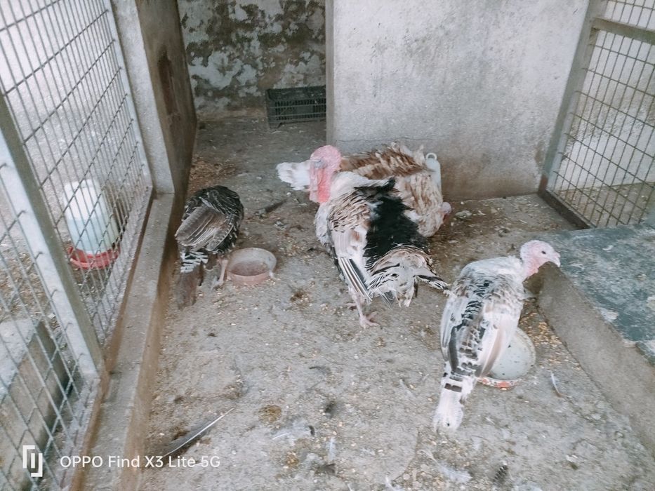 Animais da quinta e ovos biológicos.