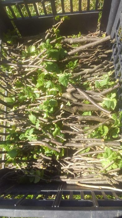 Гілочки смородини