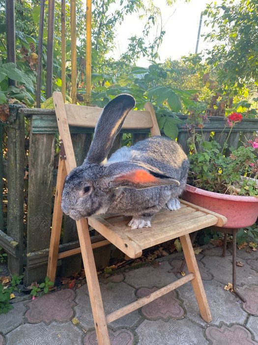 Продам кролі. Шиншила, французький баран