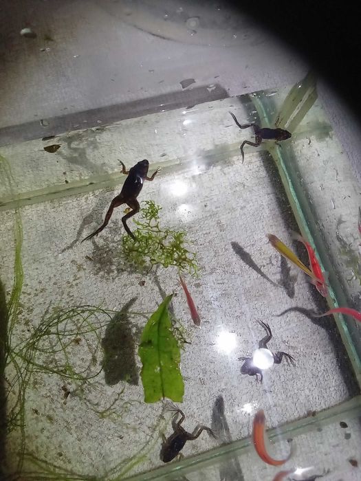 Żabka karlik i szponasta