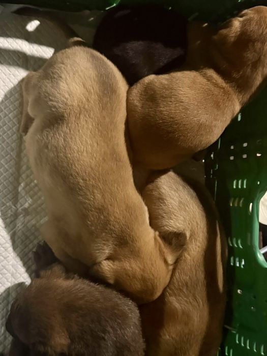 Cãezinhos bebés para adoção responsável
