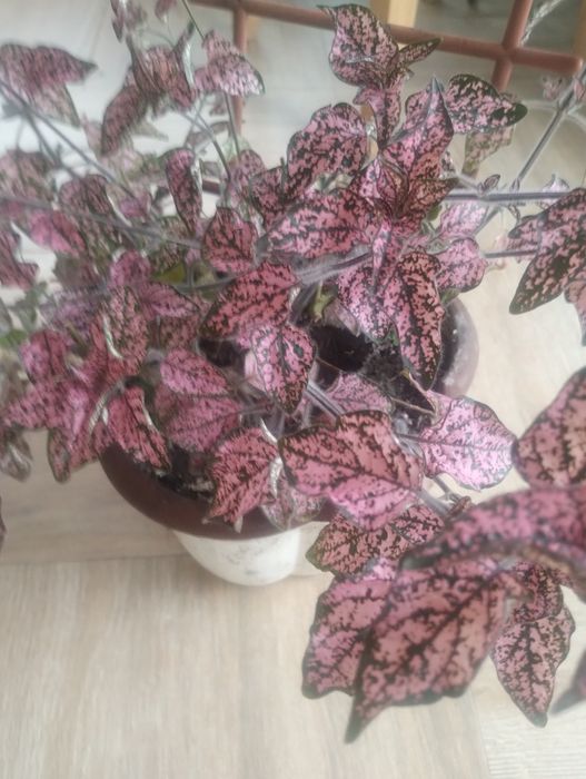 Вазони різні, красиві