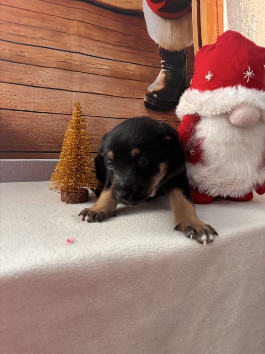 Щенок, цуценя, собака, песик, щеня