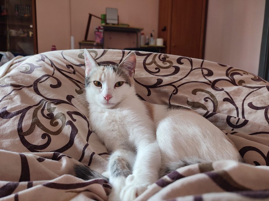 Кошечка ищет своего человека