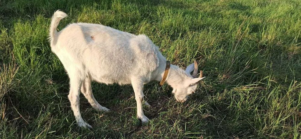 Продам молодих кіз. Процентні Ламанчі.