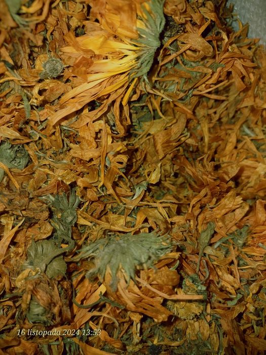 Nagietek lekarski suszony 2 kg zbiór Sudety / Bieszczady