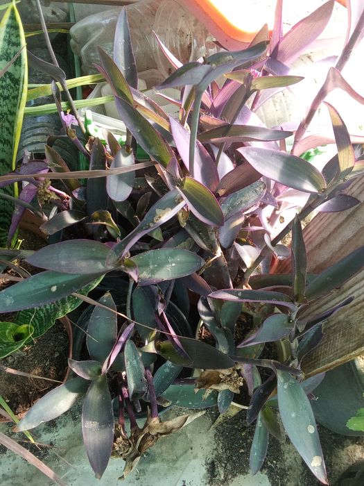 Tradescantias variadas