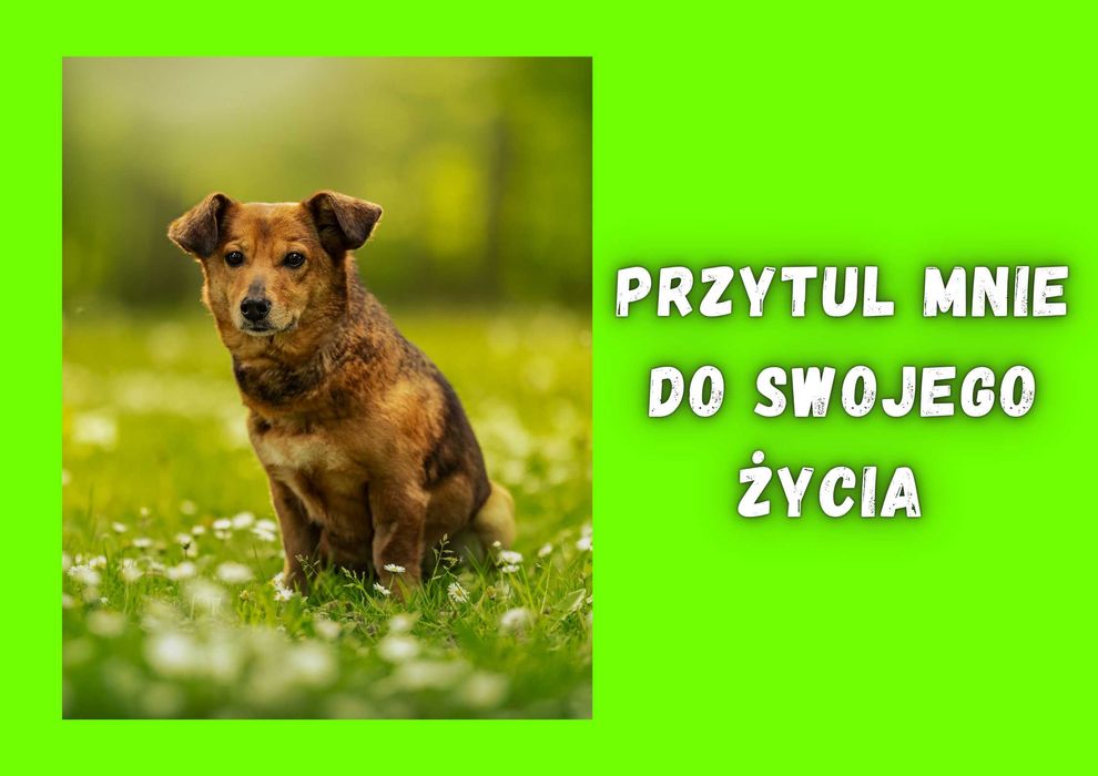 ALIDA - marzy o nowym domu i rodzinie