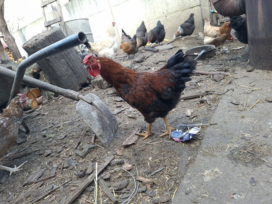 Sprzedam jajka lęgowe