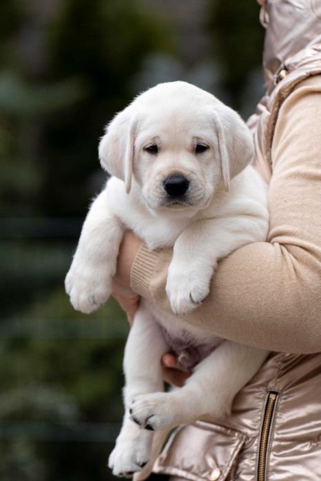 Цуценята Лабрадора від закордонної вязки