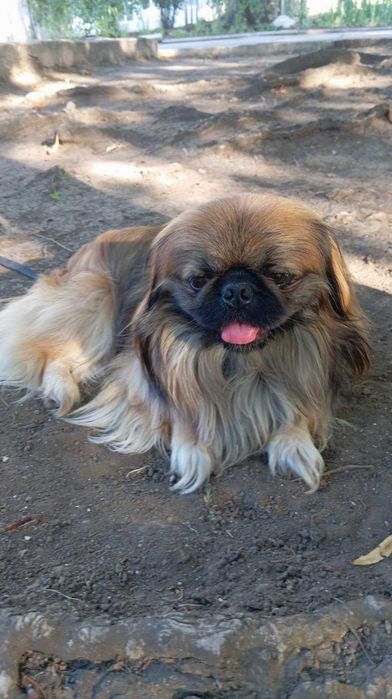 Пекинесик ждет девочку на вязку