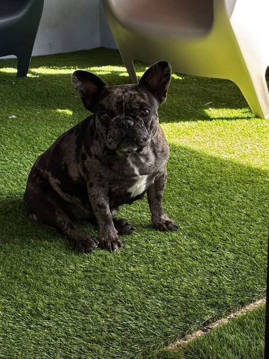 Bulldog macho fantastico