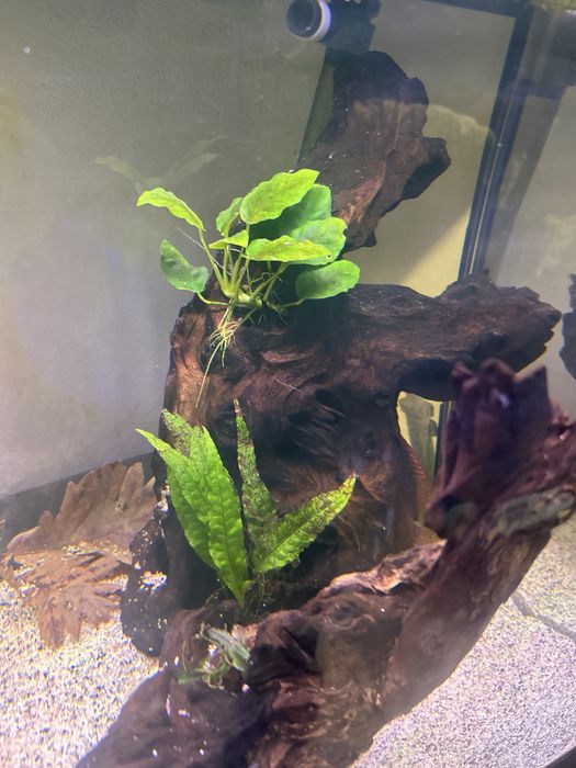 Vendo aquario 200 com 3 discos