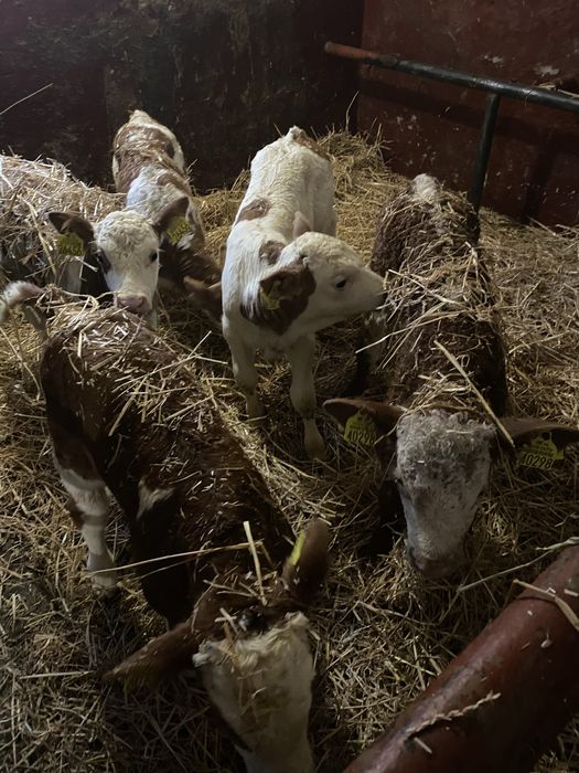 Sprzedam byczki jaloweczki