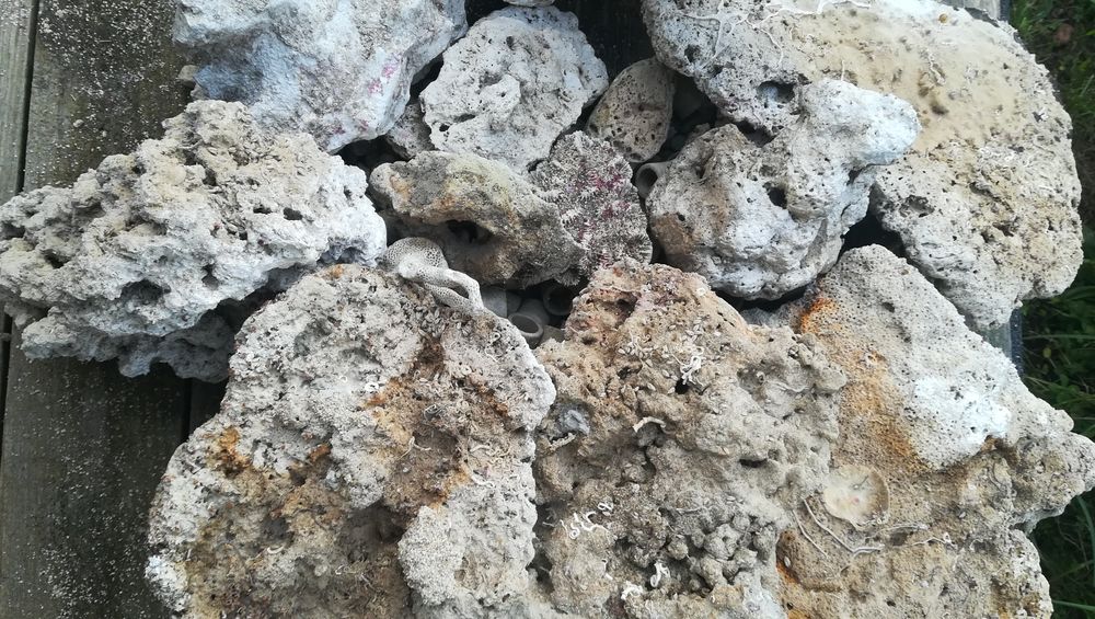 Skała koralowa do morskiego akwarium