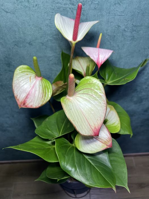 Антуріум Принцеса Амалія h 80 см