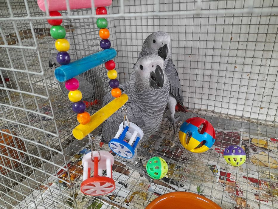 Papagaios Cinzentos, bebés de 2025