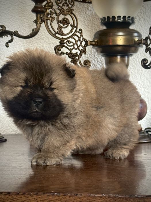 Ruda  Suczka Chow Chow z Rodowodem