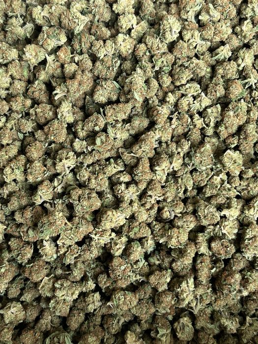 Susz CBD INDOOR Polska najwyższa jakość od producenta