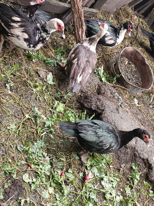 Качки 5штук  1 качур