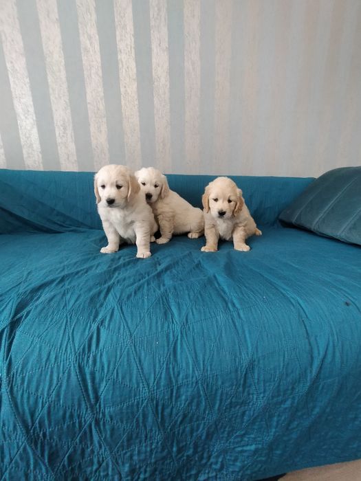Szczenięta Golden Retriever