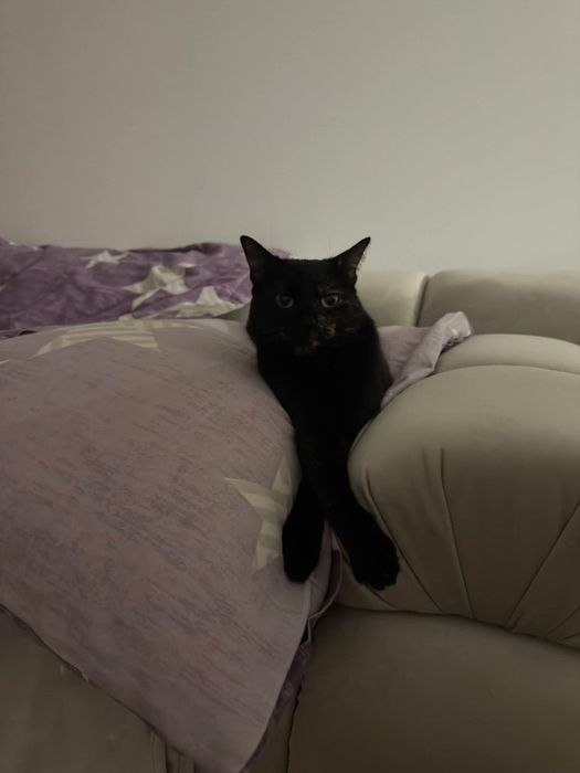 Uratowana szylkretka szuka domu na zawsze