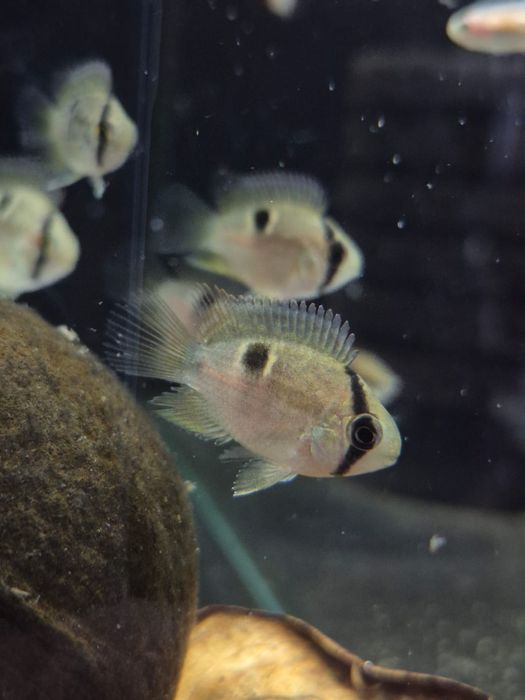 Akara z Maronii piękne - TINA ZOO Zabrze