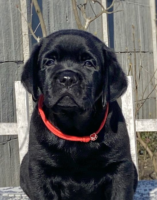 Чорний лабрадор ретрівер. Розплідник КСУ