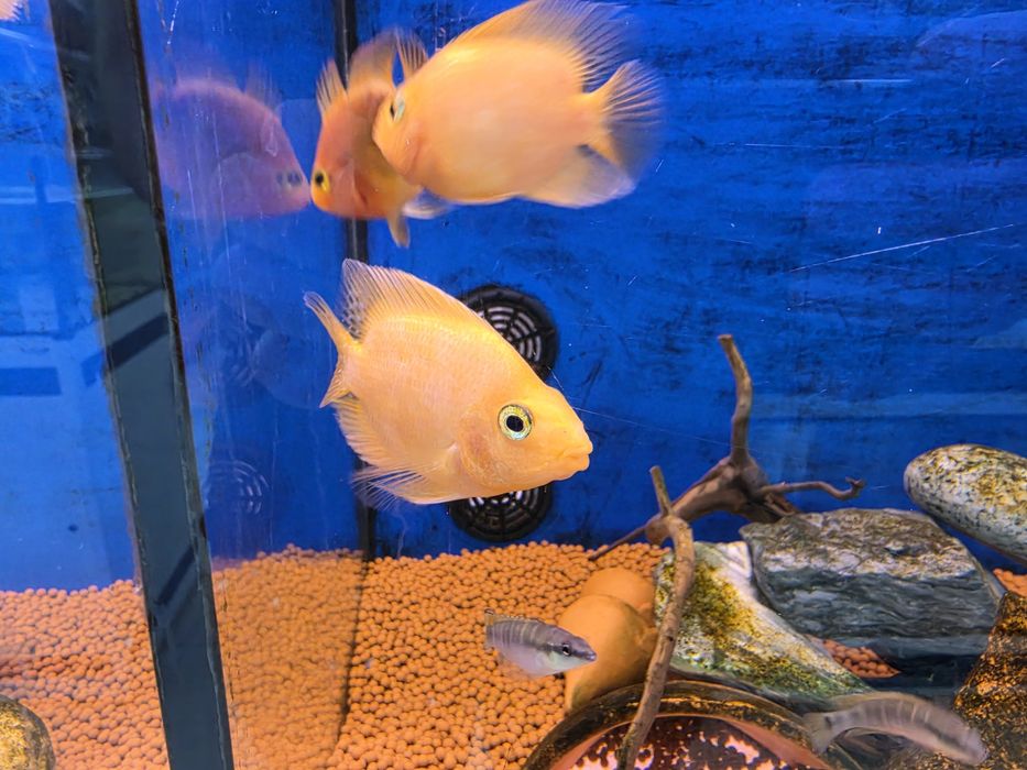 Ciclideo Papagaio Amarelo