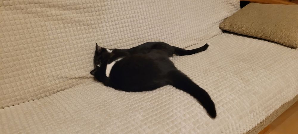 Czarne kocurki  czekają na dom