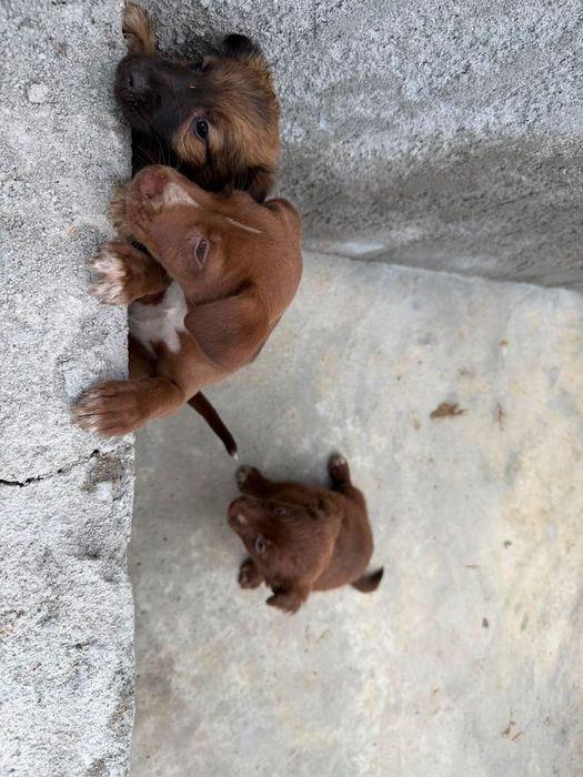 Adoção de cães bebés