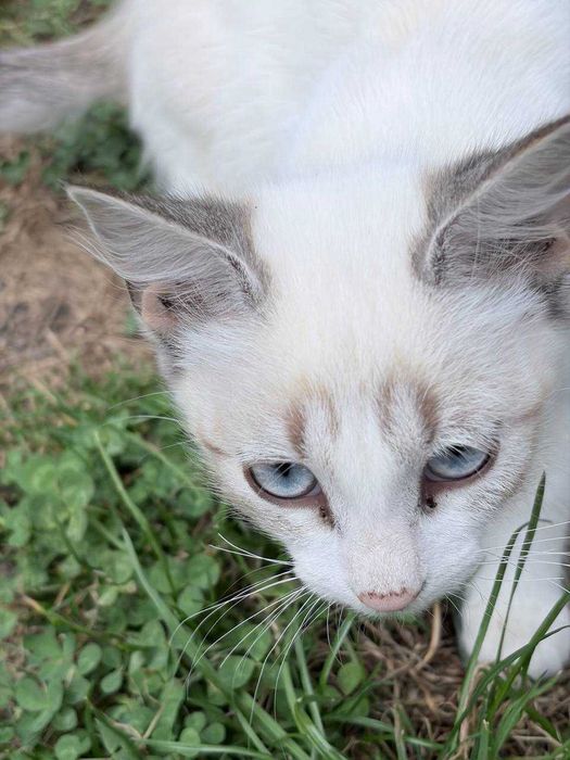 Віддаємо котиків у хороші руки