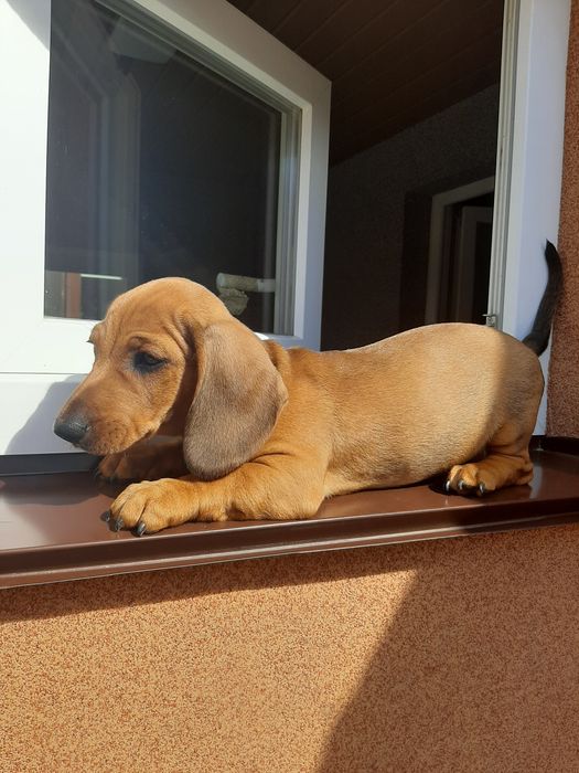 Руді гладкошерстні такси.