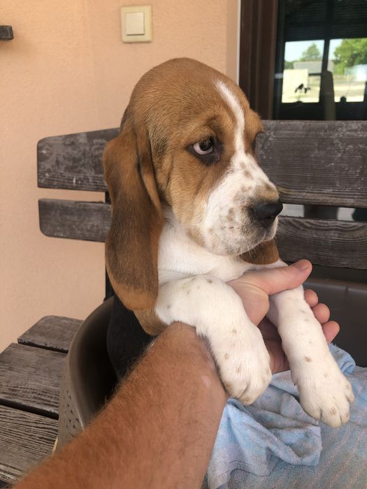 Beagle tricolr- możliwy paszport!