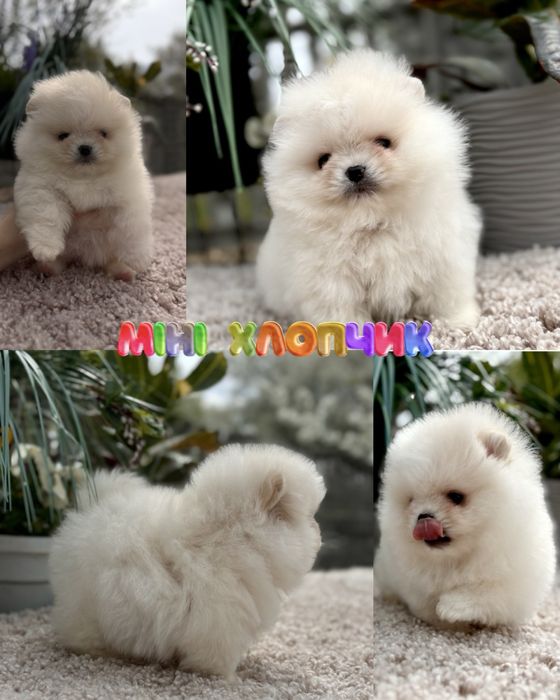 Шикарний цуцик шпіца