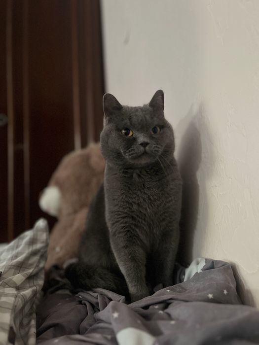 Віддамо безкоштовно котика